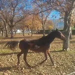 مزرعة للإقامة Quinta De Grejufe -