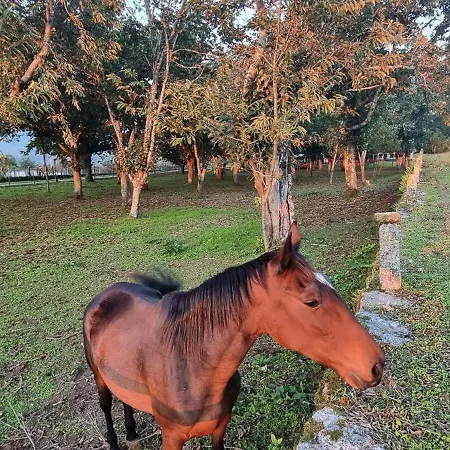 Quinta De Grejufe - Alojamento de Turismo Rural Ponte de Lima