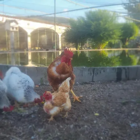 Quinta De Grejufe - * Ponte de Lima