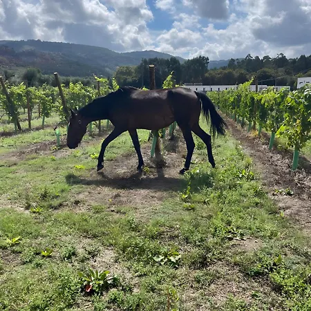 Quinta De Grejufe - Ponte de Lima