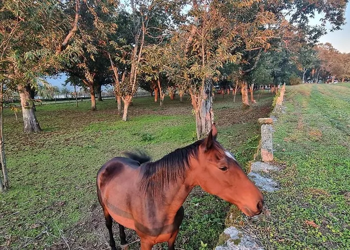Quinta De Grejufe - Bauernhof Ponte de Lima